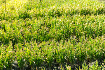 Paddy Rice field