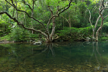 Forest and lake