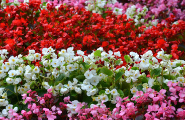 Eis-Begonien, Semperflorens-Begonien