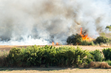 Fototapeta na wymiar Lengua de fuego en un incendio en un cañaveral