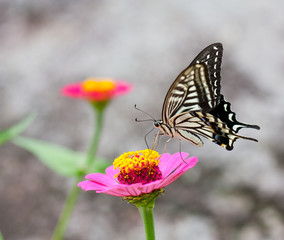 Beautiful butterfly and flower of Japan