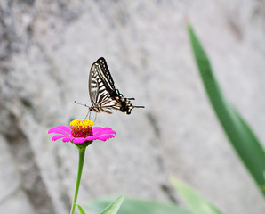 Beautiful Japanese butterfly on the flower