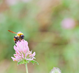 Live hard, flowers and bee