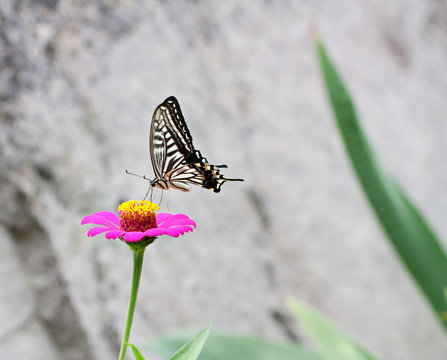 Beautiful Japanese butterfly on the flower