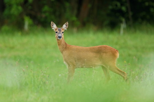 Roe deer female ready to run on the magical green grassland, european wildlife, wild animal in the nature habitat, deer rut