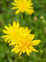 Yellow flower photo