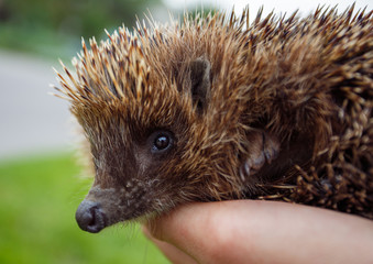 portrait of pedgehog