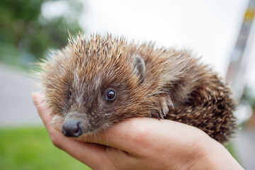 portrait of pedgehog © daranna