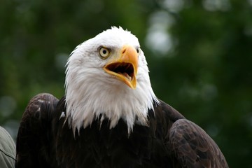 Weißkopfseeadler auf Augustusburg