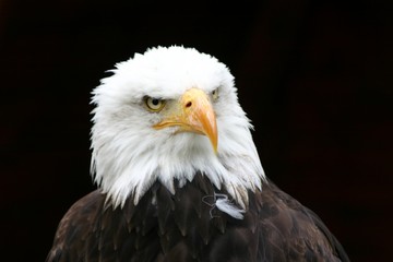 Weißkopfseeadler auf Augustusburg