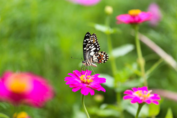 Butterfly in garden and flying to many flowers in garden, Beautiful butterfly in colorful garden or insect farm, Animal or insect life in the nature and empty area for text to support presentation.