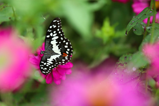Butterfly in garden and flying to many flowers in garden, Beautiful butterfly in colorful garden or insect farm, Animal or insect life in the nature and empty area for text to support presentation.