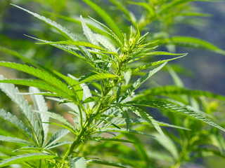 Fototapeta premium Cannabis on sun light