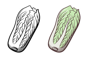 Stylized illustration of chinese cabbage. Vector, isolated on white. Outline and colored version