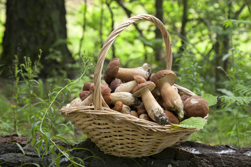 Mushrooms porcini  in the wicker basket on the green grass. Wicker basket with mushrooms. Mushrooms porcini. Mushrooms porcini in the forest.