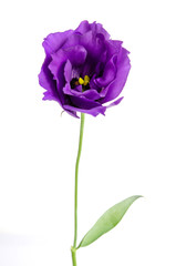 Obraz premium Beauty violet flower isolated on white. Eustoma