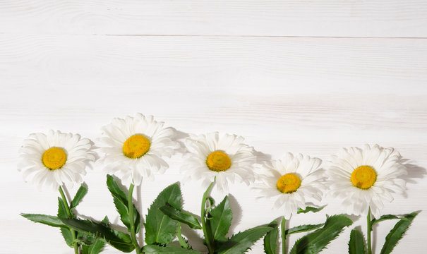 chamomile flower on white wood table