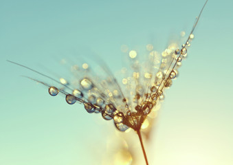 Dew drops on a dandelion seed at sunrise close up
