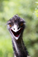 Portrait of young  Emu a Zoo.