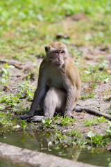 Obraz premium Monkey family at the water.