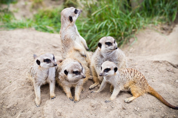 Meerkat, Suricata, suricatta also known as the suricate. Wildlif