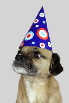 Kleiner Mopsmix mit Partyh&uuml;tchen