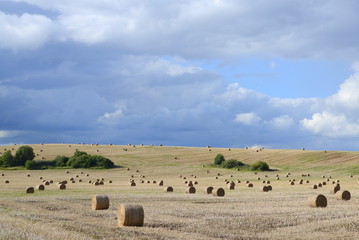 Obraz premium Harvested field with straw bales and blue sky