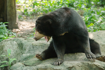 malayun sun bear