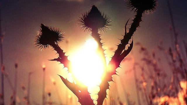 cactus flowers sunset