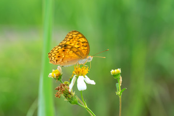 Closeup butterfly on flower