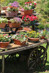 Fototapeta na wymiar old wooden wagon with many pots of flowers