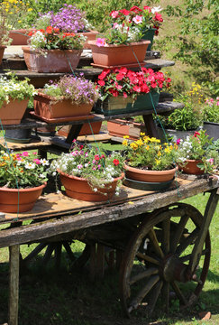 old wooden wagon with many pots of flowers