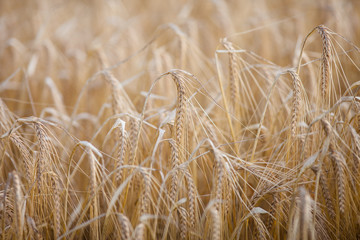 Ripe barley (lat. Hordeum) on a field lit with warm morning suns