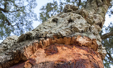  Closeup of a cork oak tree on blue sky background © eva52