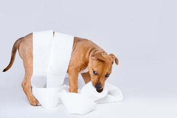 Staffordshire terrier puppy and roll of toilet paper - obrazy, fototapety, plakaty