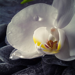 Obrazy na Plexi  orchidea z rosą