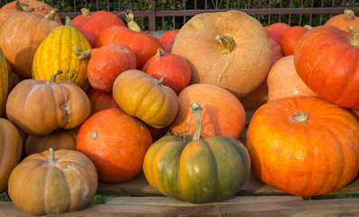 Pumpkins of various kind on a market