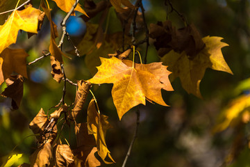 Fototapeta premium Autumn yellow canadian maple leaves background. Bright fall foliage wallpaper. Selective focus and shallow DOF