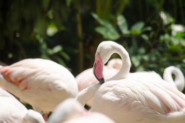Fototapeta premium Pink flamingo