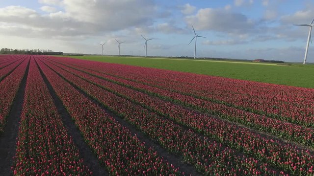 Tulip field and wind turbines