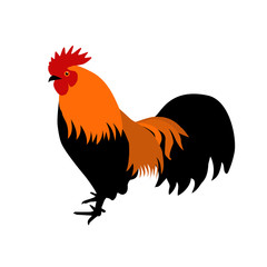  image of an cock on white background