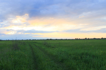 Sunset on meadow