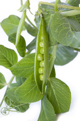fresh green peas on white background