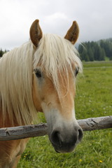 Obraz premium Haflinger horse grazing