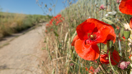 Poppies at the edge of a path