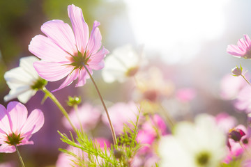 Cosmo flower © leungchopan