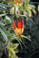 Royal Botanical Garden Peradeniya, Sri Lanka. The Botanical Garden Includes More Than 4000 Species Of Plants, Including Of Orchids, Spices, Medicinal Plants And Palm Trees