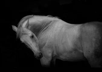 Fototapeten portrait of the white horse on the black background © ashva