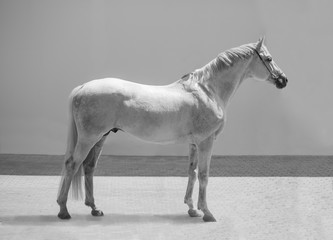  white horse on the gray background