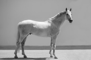 Obraz na płótnie Canvas white horse on the gray background